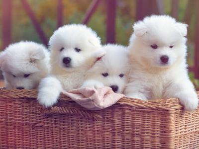 Stunning samoyed puppies for sale